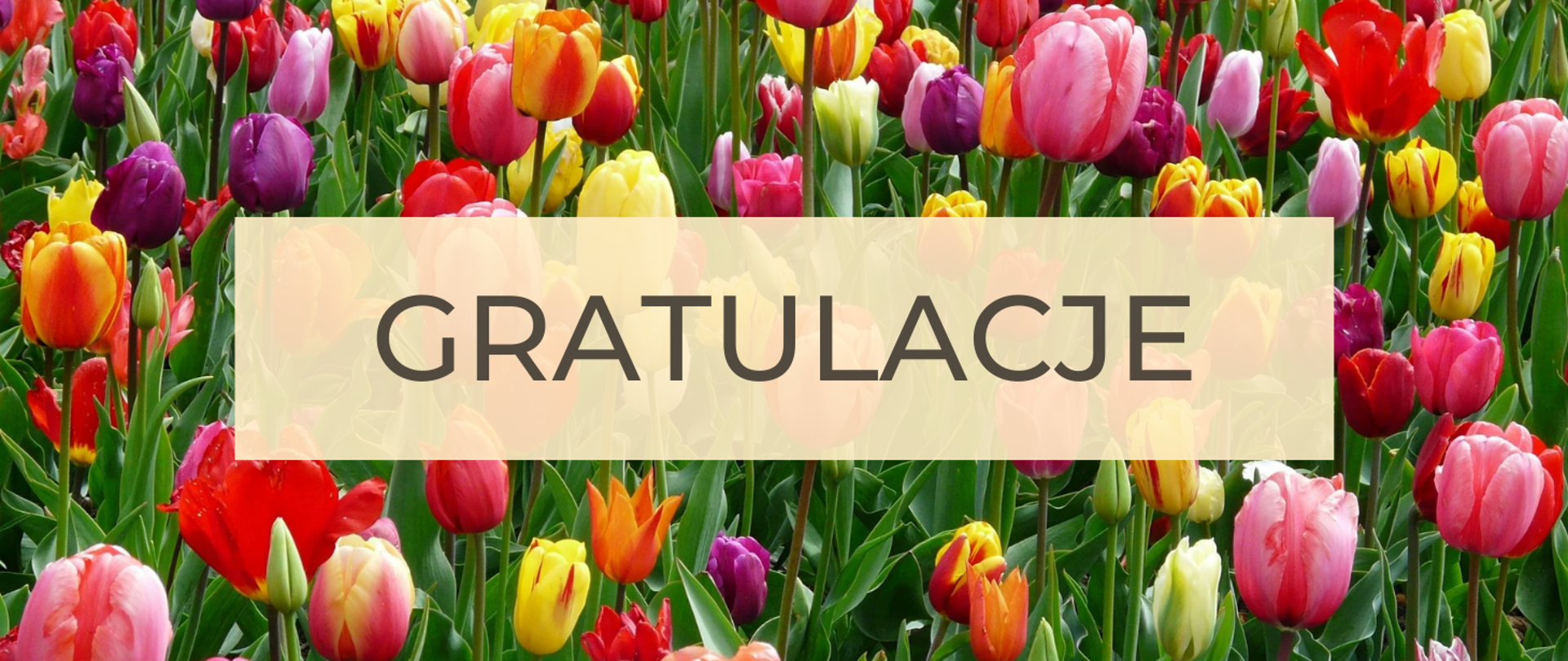 Tło obrazka to ogród pełen tulipanów. Tulipany w odcieniach czerwonych, żółtych, różowych, fioletowych, pomarańczowych. W centralnej części beżowy prostokąt z czarnym napisem "gratulacje".