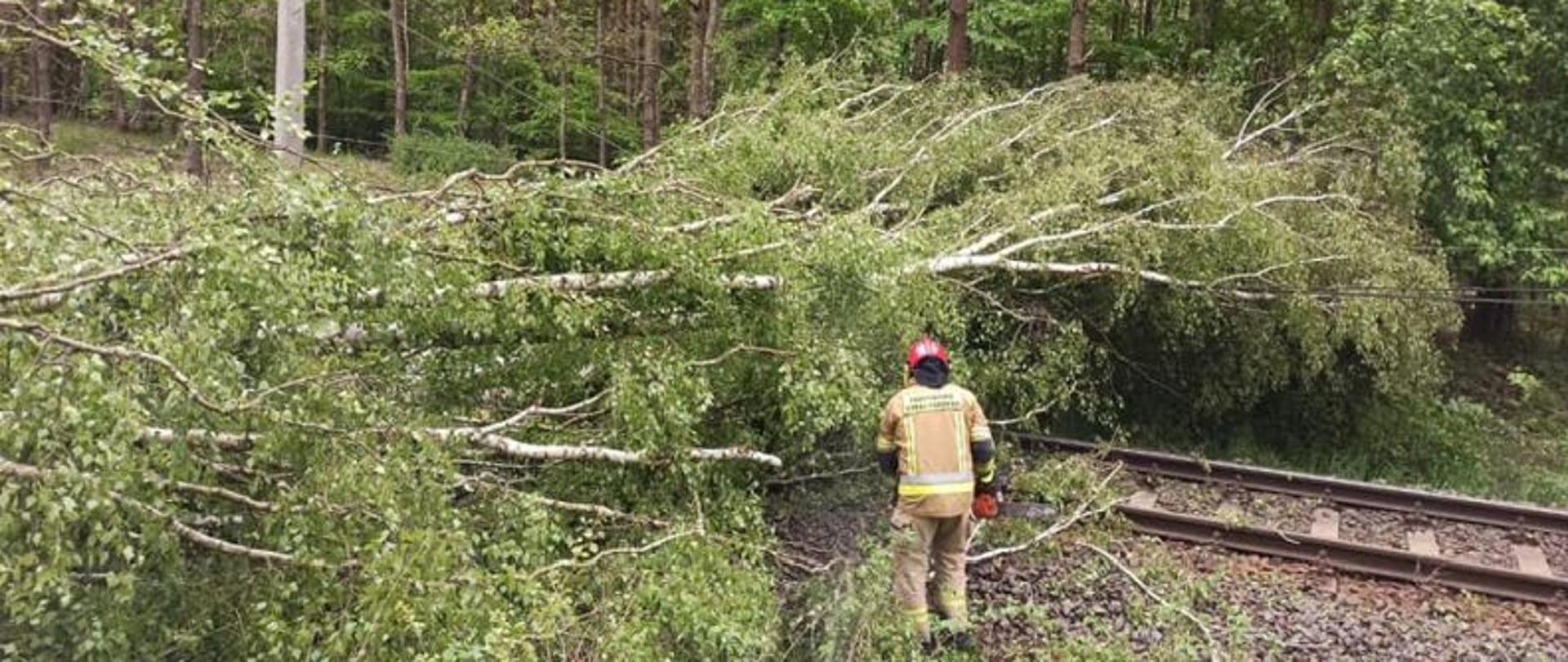 Zdjęcie przedstawia powalone na torowisko drzewo. Drzewo blokuje ruch pociągów. Jest bardzo duże. Przy drzewie stoi strażak w piaskowym mundurze i czerwonym hełmie.
