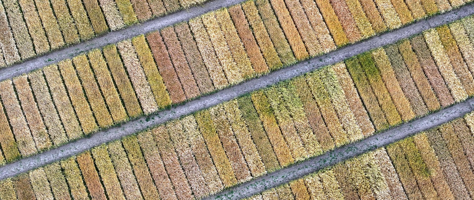 Poletka dođwiadcyalne