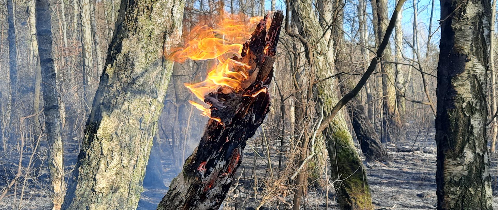 Płonący jeden konar drzewa na tle lasu z wypaloną ściółką. 