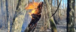 Płonący pojedynczy konar na tle lasu gdzie doszło do pożaru ściółki. 