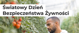 mężczyzna o ciemnej karnacji w białym fartuchu i niebieskich rękawiczkach przygląda się czerwonym pomidorkom koktajlowym na krzaczku wysokopiennym. na białym tle napis Światowy Dzień Bezpieczeństwa Żywności oraz Nauka w działaniu: wspólnie dbamy o bezpieczeństwo żywności.