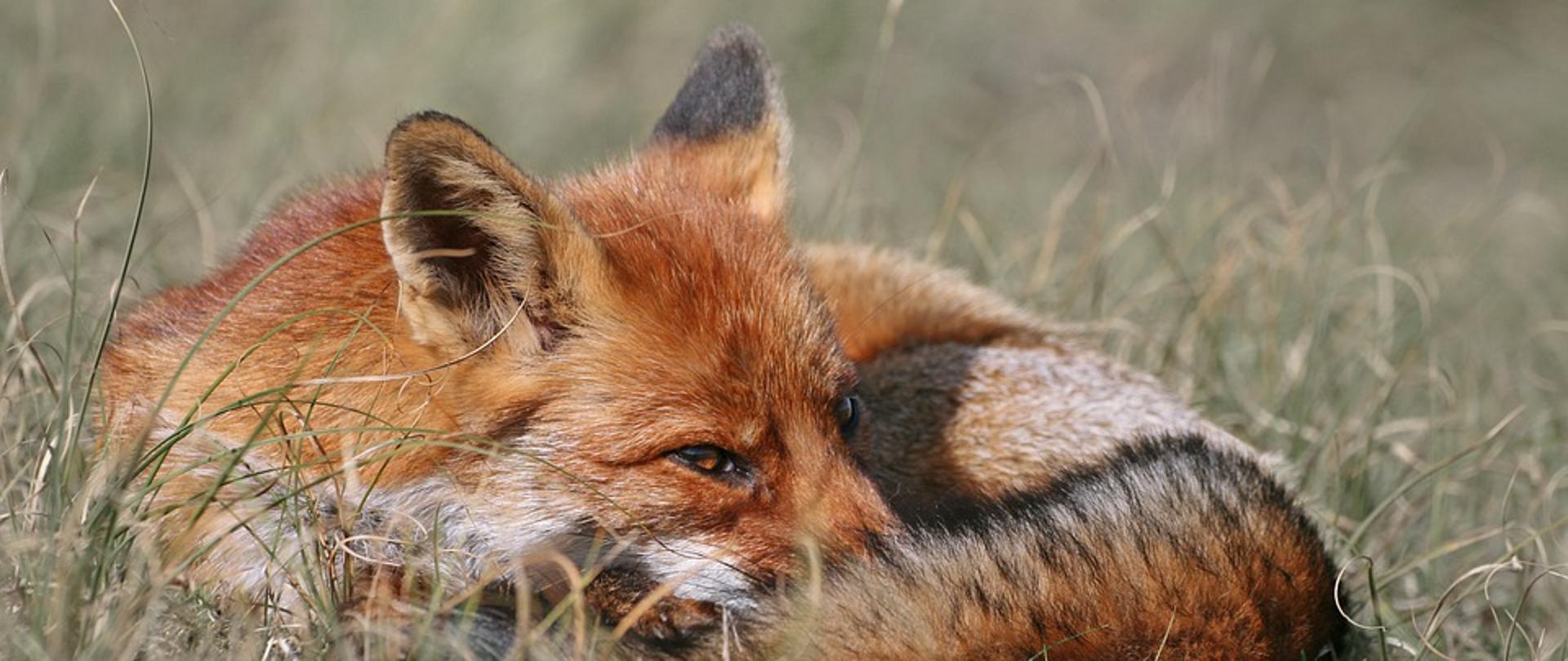 Grafika przedstawia leżącego lisa