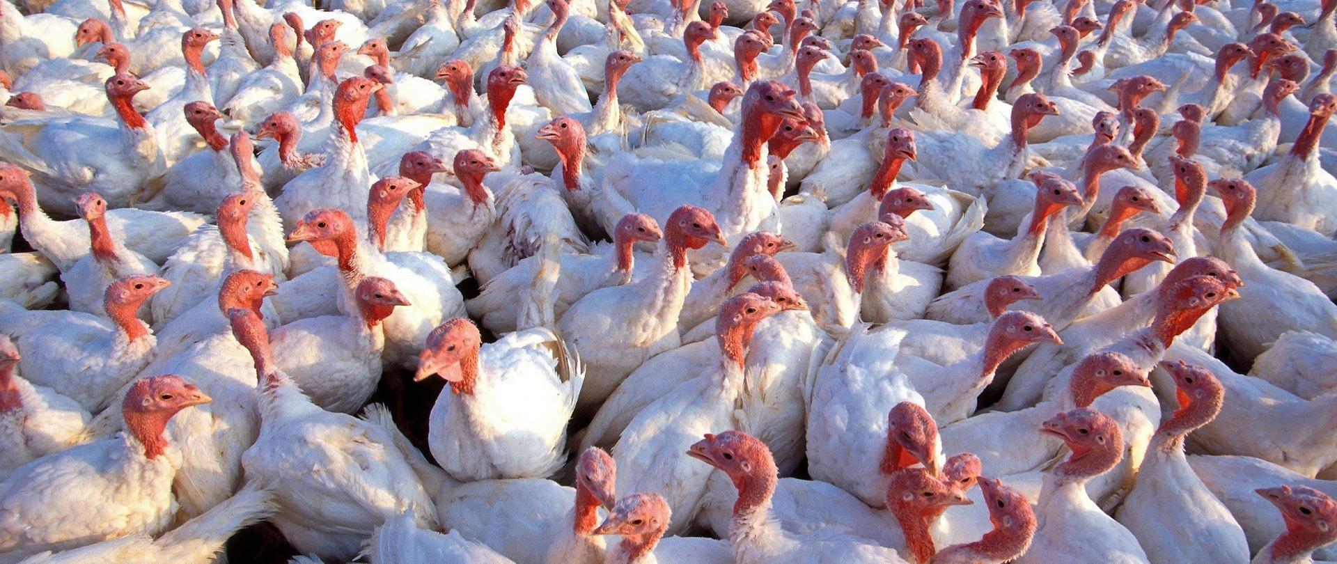 Duże stado indyków