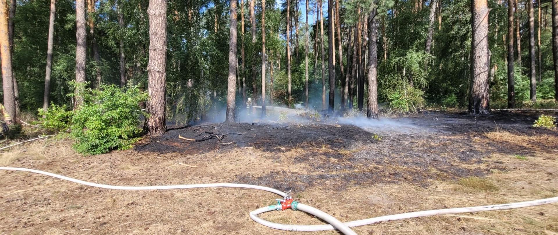 Las, widoczna spalona ściółka, rozwinięte węże strażackie po obu stronach kadru. W tle strażak gaszący pożar, leje wodę.