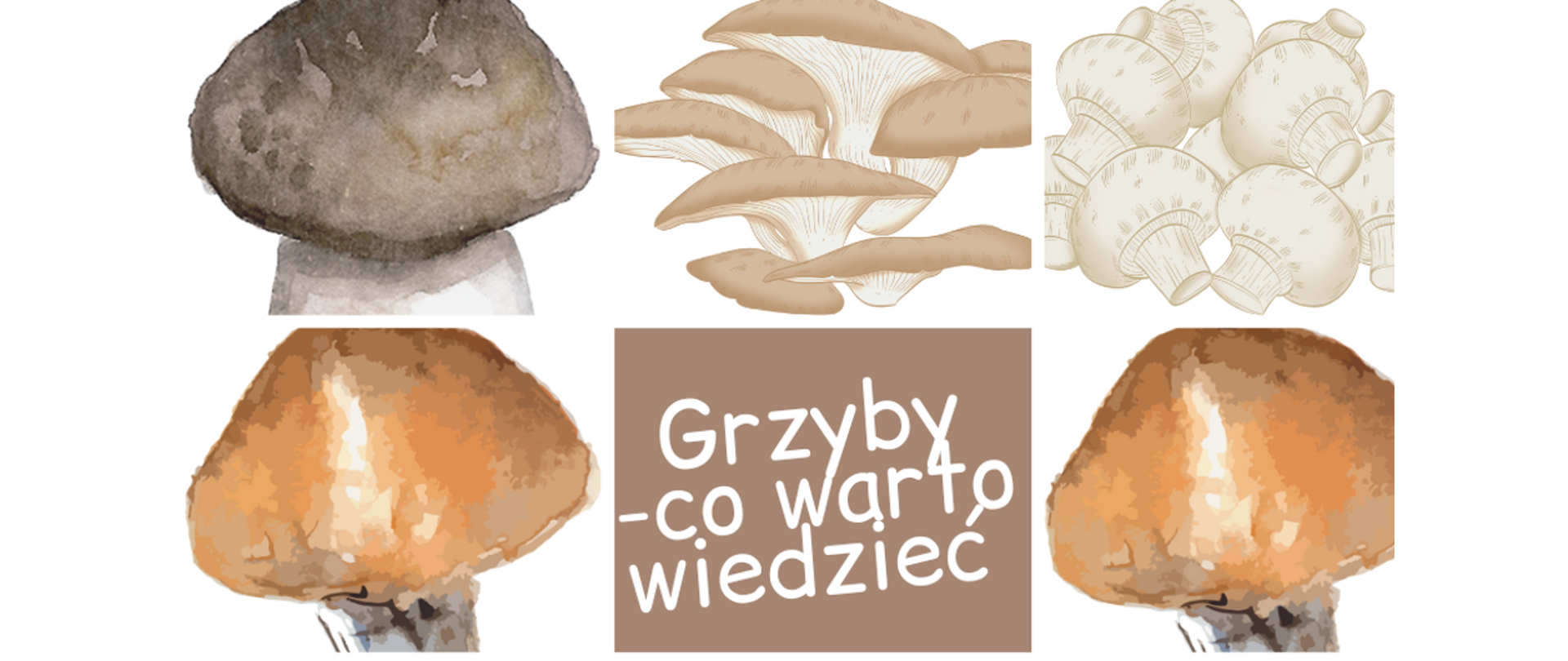 
Grzyby – co warto wiedzieć