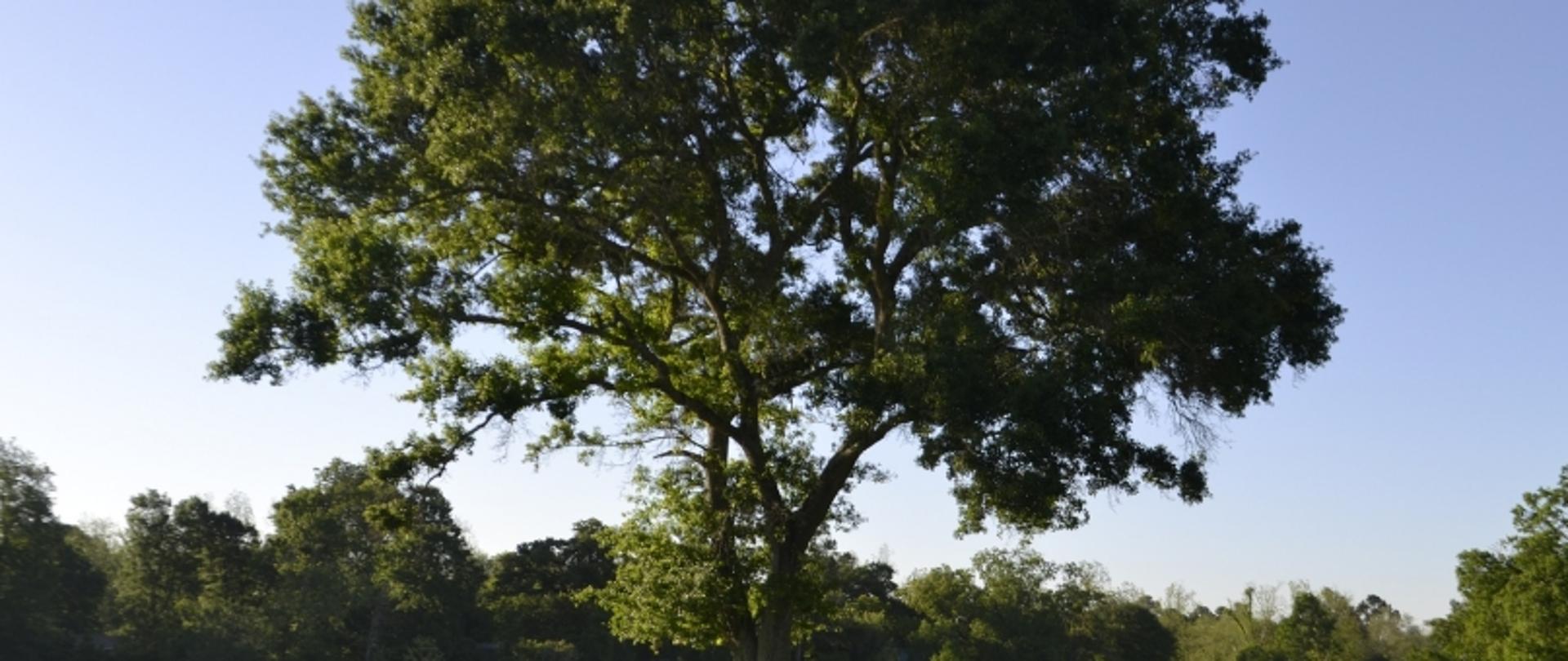 Duże drzewo z szeroką koroną na tle błękitnego nieba i zieleni w tle.