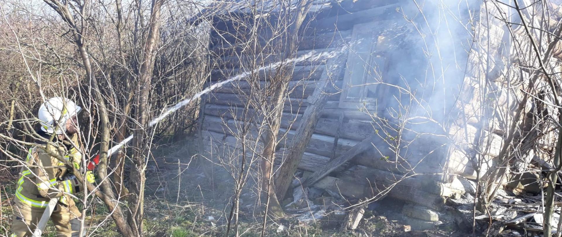 Strażak pomiędzy cienkimi drzewami podaje prąd wody na niezamieszkały budynek z ktorego wydobywa się dym 