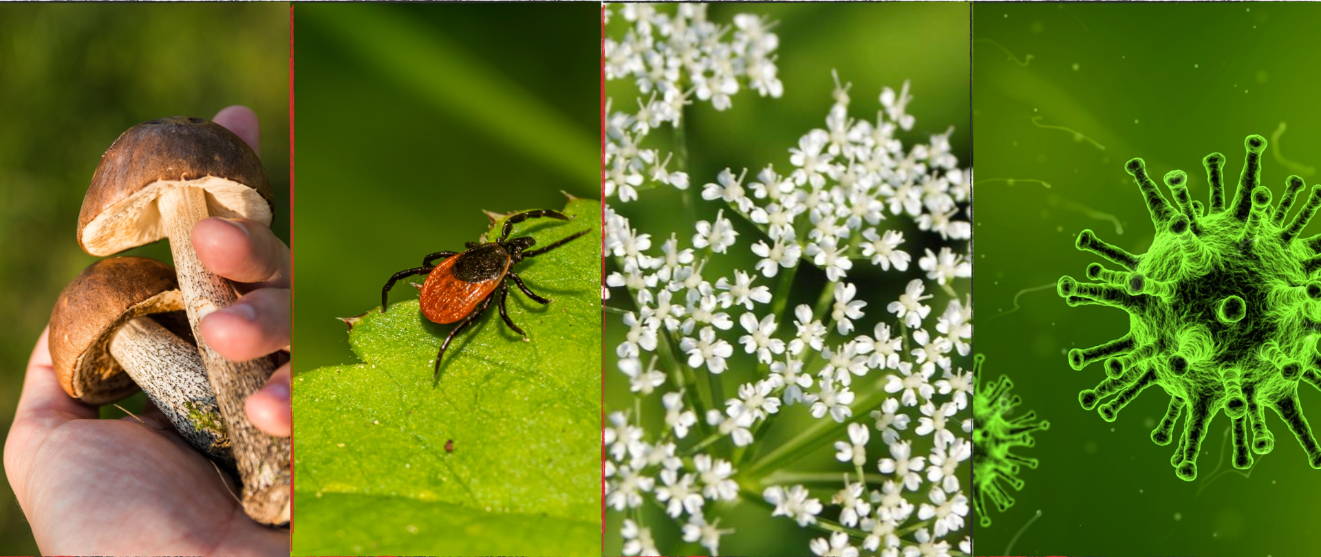 Na zdjęciu połączenie 4 zdjęć przedstawiających kolejno - grzyby, kleszcza, barszcz Sosnowskiego i wirusa