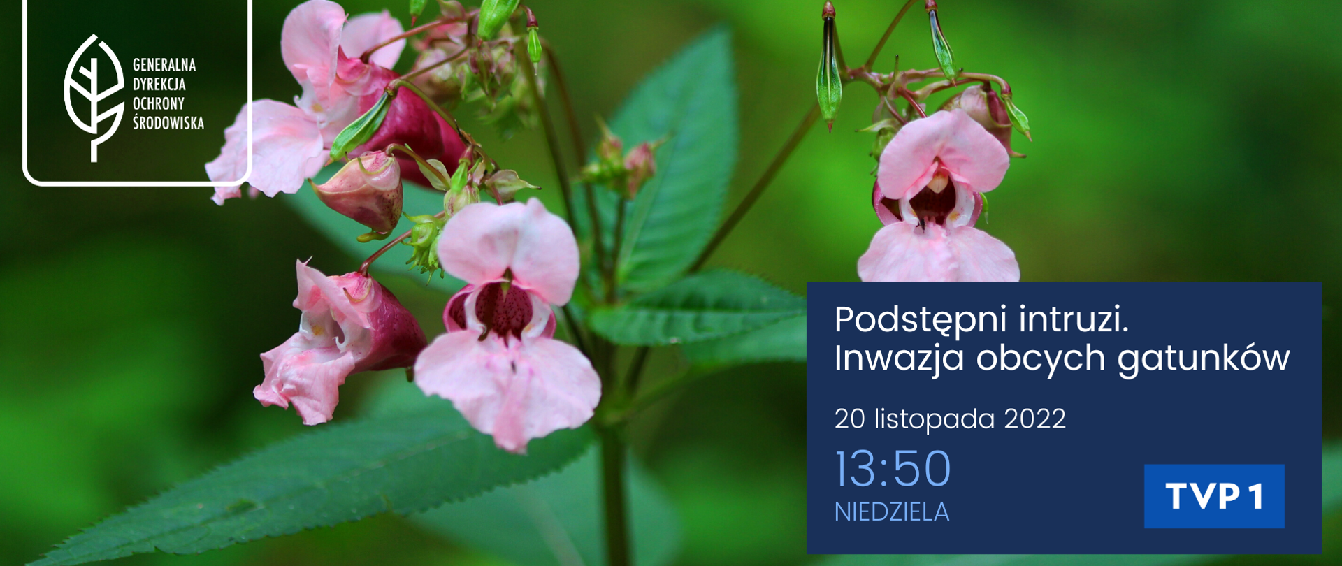 Zbliżenie na roślinę (niecierpek gruczołowaty), widać różowe kwiaty, zielone liście i łodygę. W lewym górnym rogu logo Generalnej Dyrekcji Ochrony Środowiska (biały liść), w prawym dolnym rogu napis: Podstępni intruzi. Inwazja gatunków obcych. 20 listopada 2022, 13:50, niedziela, TVP 1.