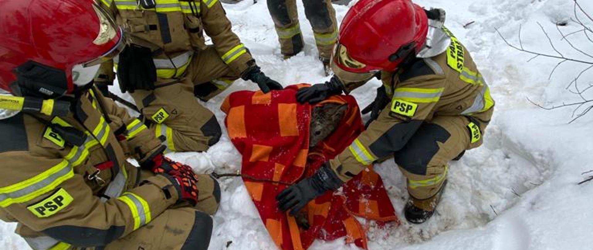 Sarna w korycie potoku.