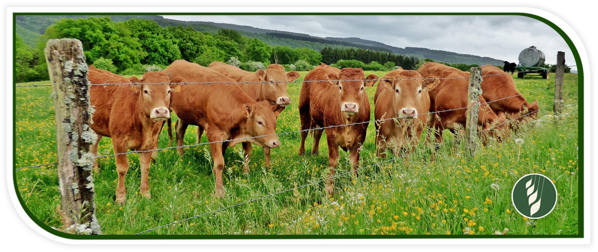 Ograniczenie_emisji_amoniaku