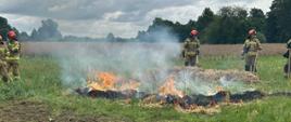 Szkolenie z gaszenia terenów niezurbanizowanych - strażacy podczas próby gaszenia traw.
