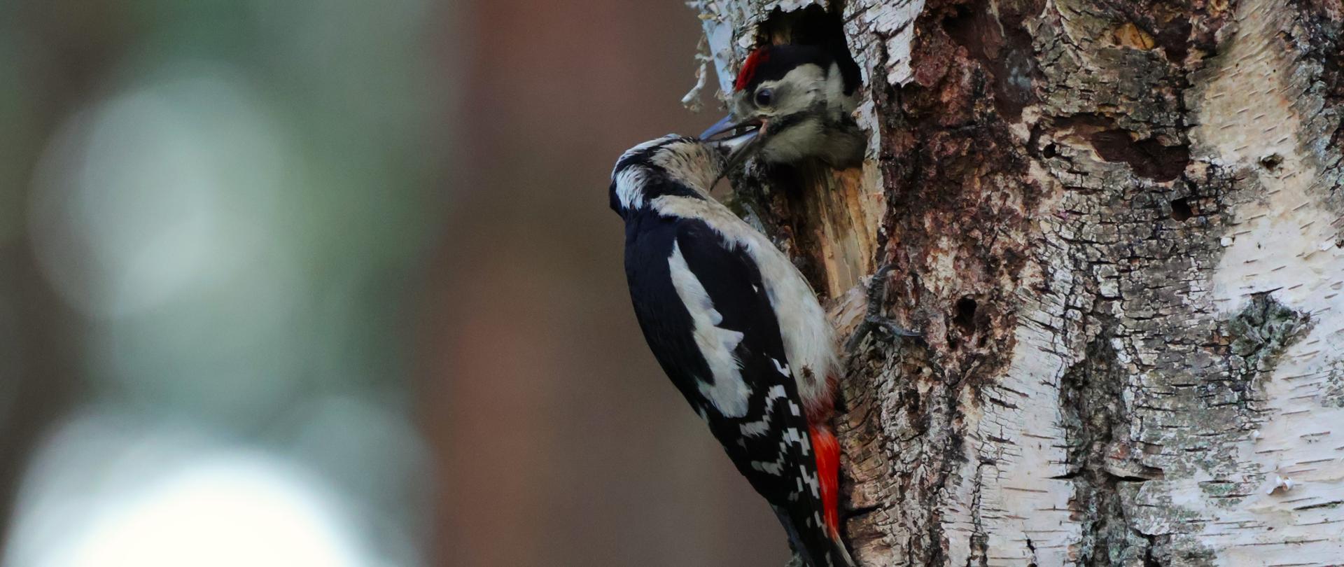 Dwa dzięcioły duże w dziupli drzewa