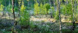 Kwitnąca wełnianka (Eriophorum) na Bagnach Biebrzańskich