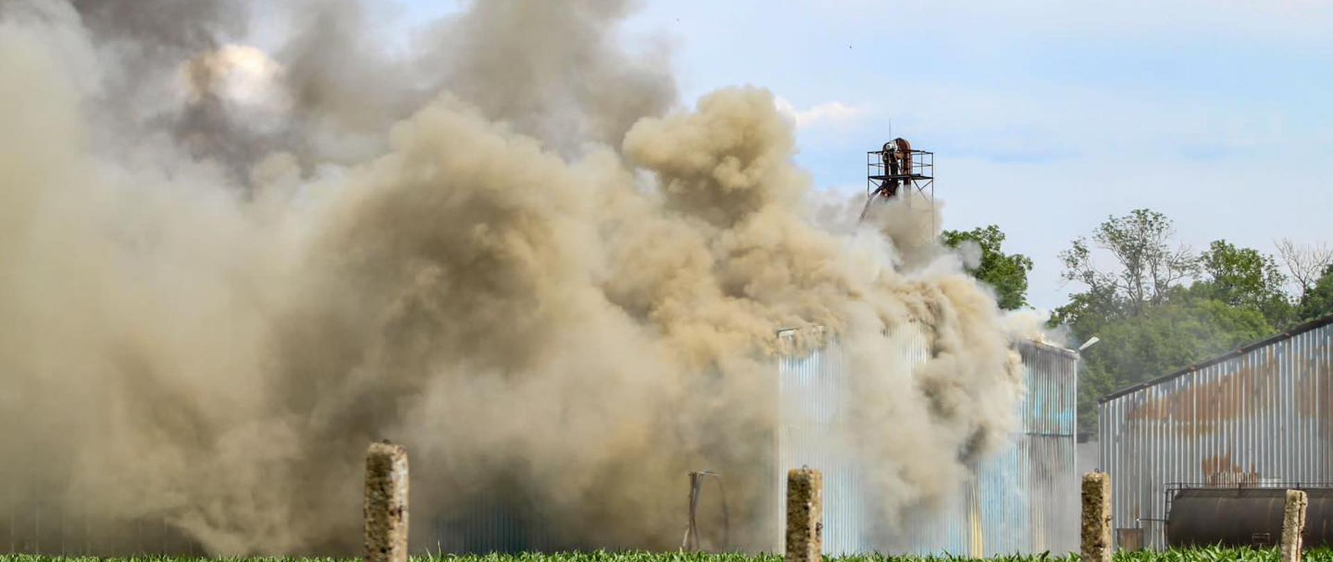 Duże kłęby szaro-brązowego dymu wydostające się z blaszanej hali. Na pierwszym planie zielone liście kukurydzy rosnącej na polu przed halą.