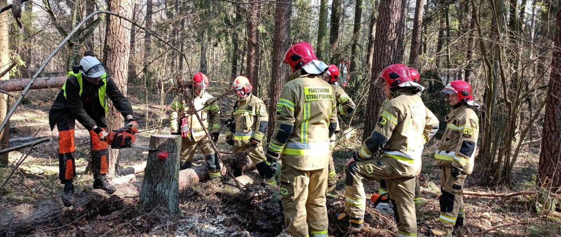 Szkolenie doskonalące strażaków PSP z zakresu usuwania wiatrołomów