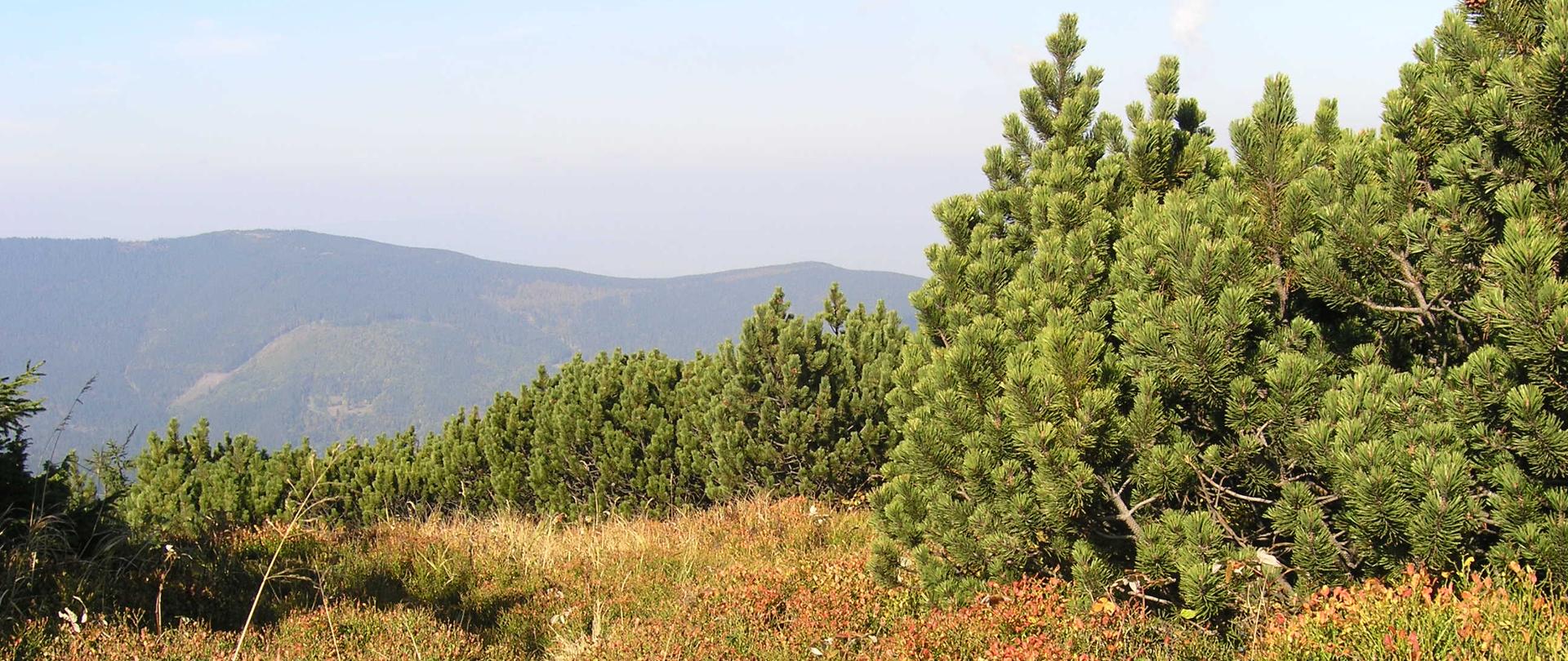Zdjęcie przedstawia fragment rezerwatu - niewielkie sosny, a w tle kolejne pasmo górskie