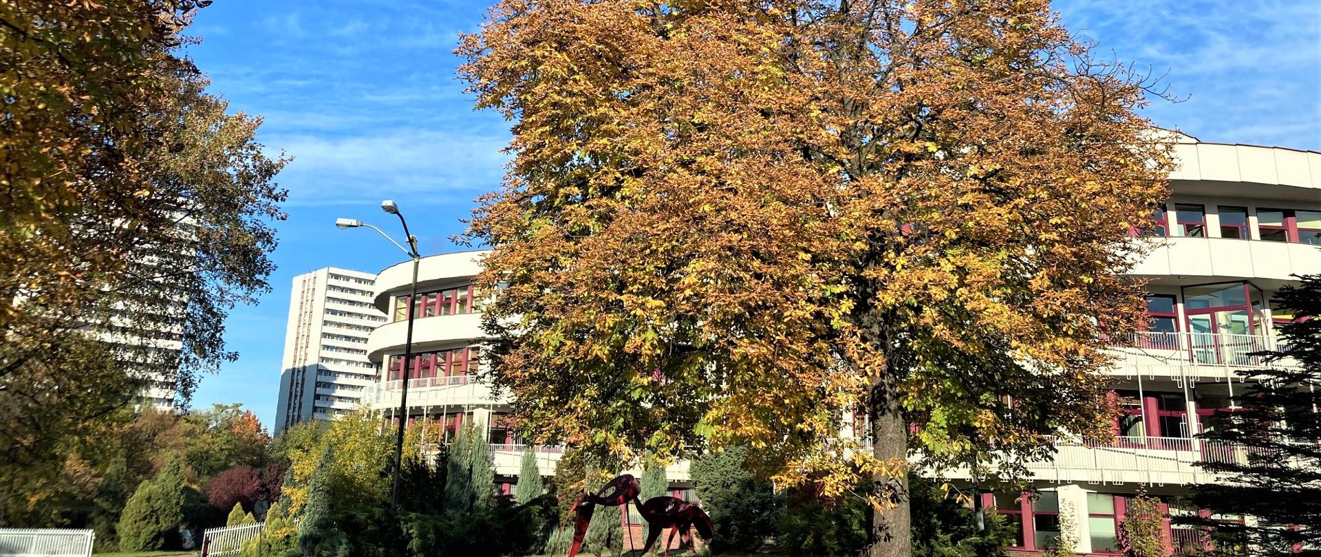 drzewo z jesiennymi liśćmi w tle budynek ZPSM im. W Kilara 