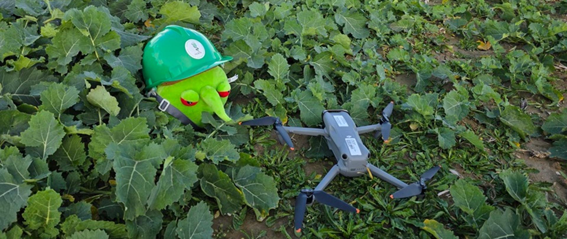 Zielona maskotka na tle rosnącego rzepaku z dronem.