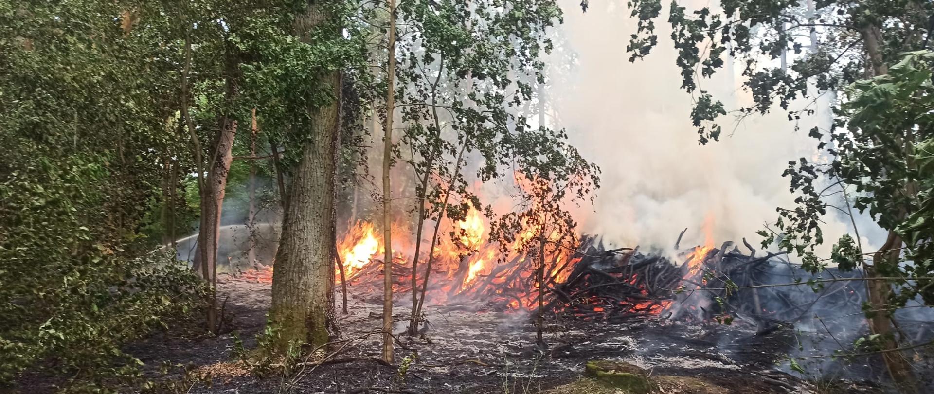 Zdjęcie przedstawia palący się las.