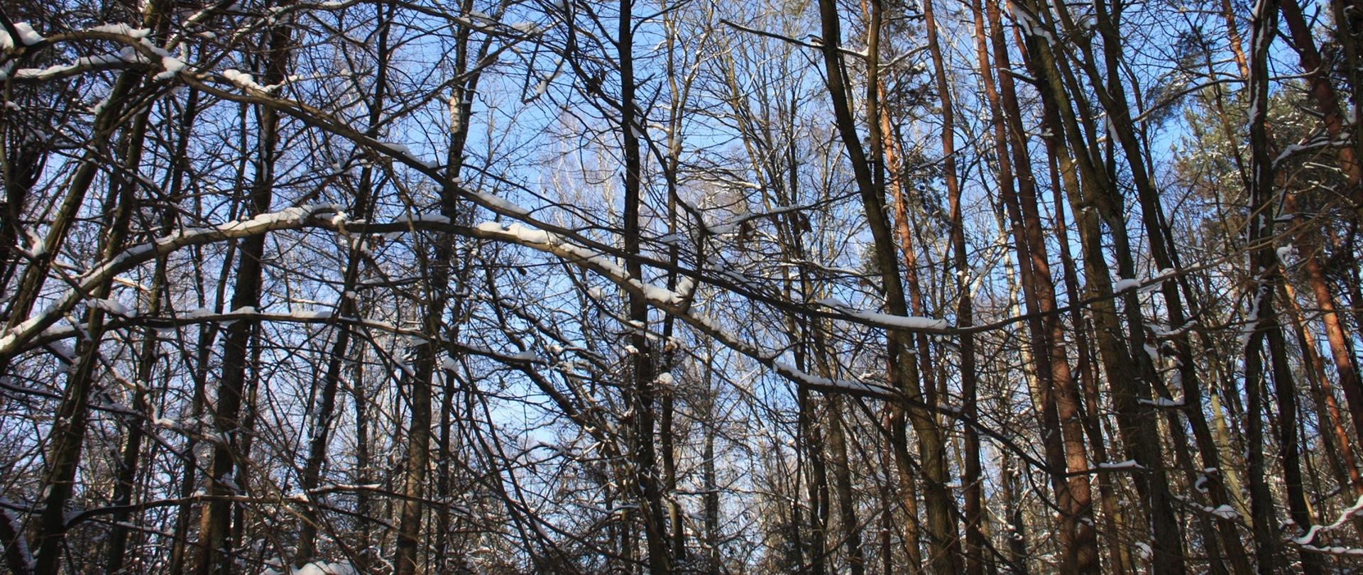 Las w rezerwacie przyrody Dąbrowy Seroczyńskie