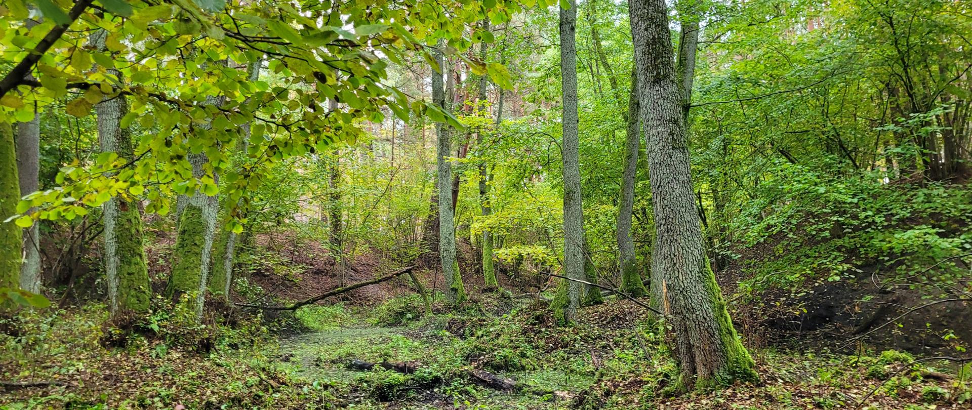 Zielony, wilgotny fragment lasu liściastego z niewielkim zagłębieniem terenu i okresowym ciekiem wodnym. Pnie drzew porośnięte mchem, gęsty podszyt oraz opadłe liście na dnie lasu. W tle łagodnie nachylone zbocza porośnięte roślinnością leśną. Zdjęcie wykonane w naturalnym świetle dziennym.
