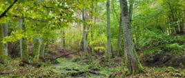 Zielony, wilgotny fragment lasu liściastego z niewielkim zagłębieniem terenu i okresowym ciekiem wodnym. Pnie drzew porośnięte mchem, gęsty podszyt oraz opadłe liście na dnie lasu. W tle łagodnie nachylone zbocza porośnięte roślinnością leśną. Zdjęcie wykonane w naturalnym świetle dziennym.