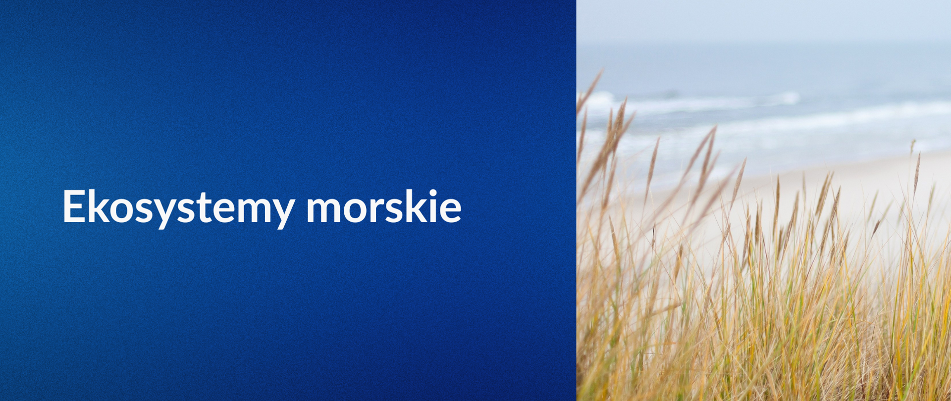 ekosystemy morskie