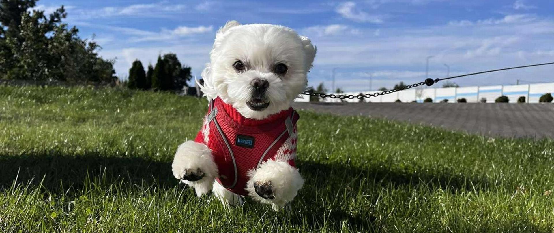 Piesek rasy Maltańczyk biega po trawie. Błękitne niebo, piekna zielona trawa i biały piesek ubrany w czerwony sweterek biegnący w stonę obiektywu.
