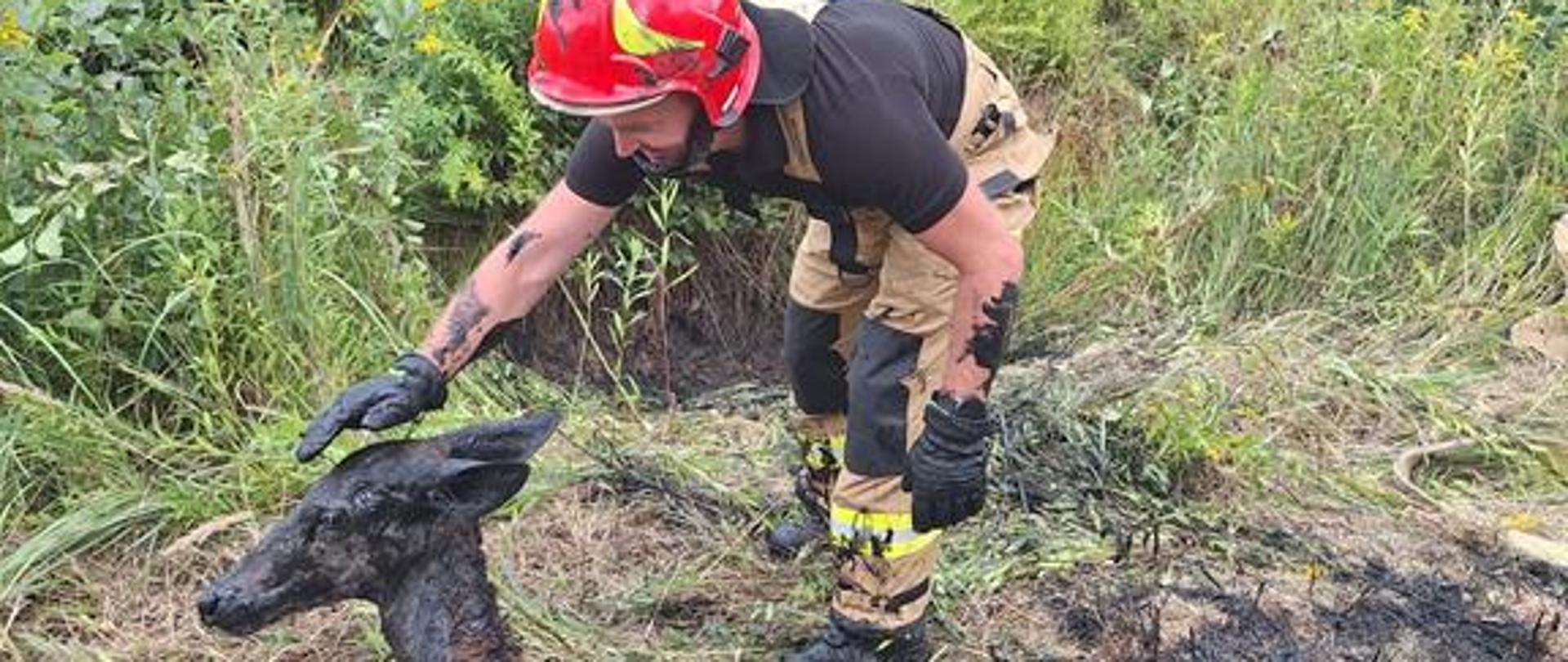 Działania ratownicze przy uwięzionym zwierzęciu.