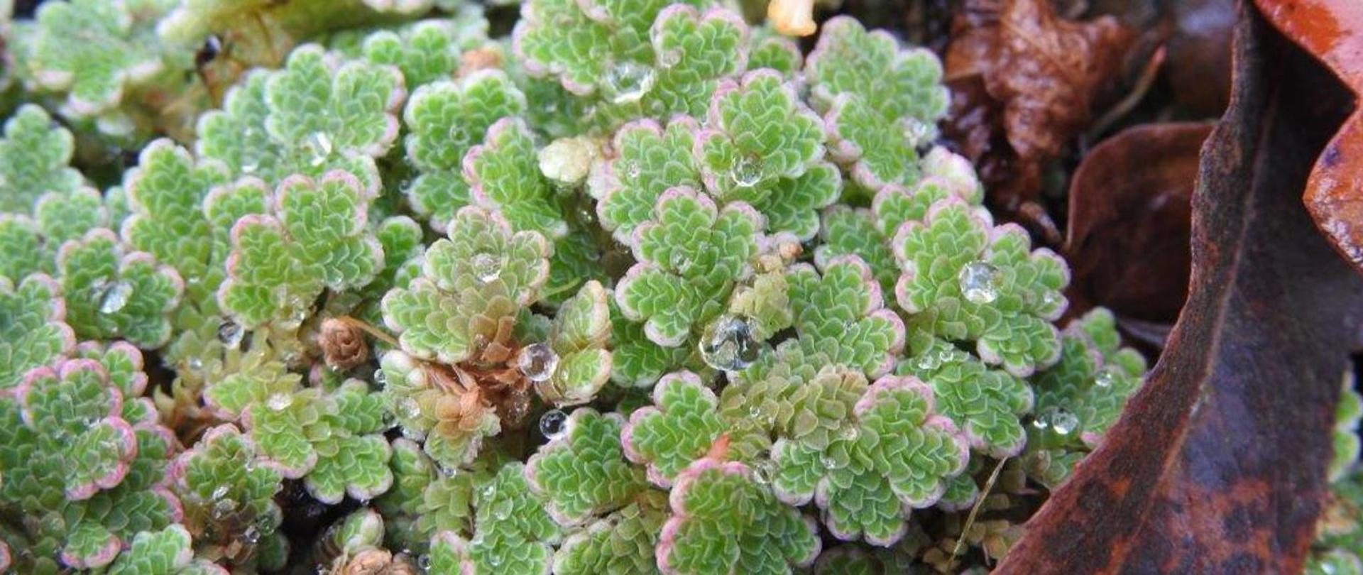 Azolla Drobna (karolińska)