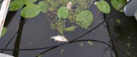 Tafla Jeziora Zegrzyńskiego porośnięta unoszącymi się na jej powierzchni roślinami, pomiędzy którymi pływają śnięte ryby.