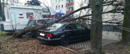 Na zdjęciu znajduje się drzewo powalone na trzy samochody