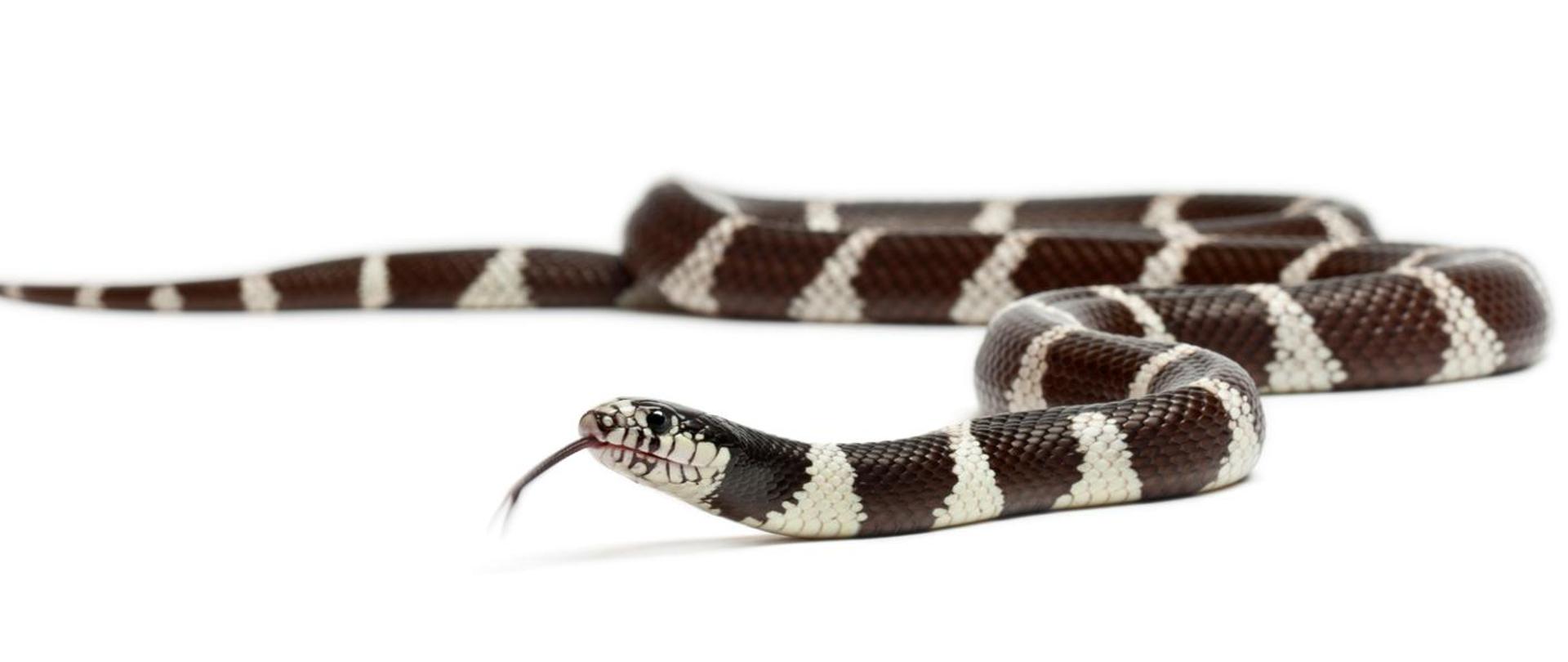 Lancetogłów królewski Lampropeltis getula - brązowy wąż z poprzecznymi pasami barwy białej