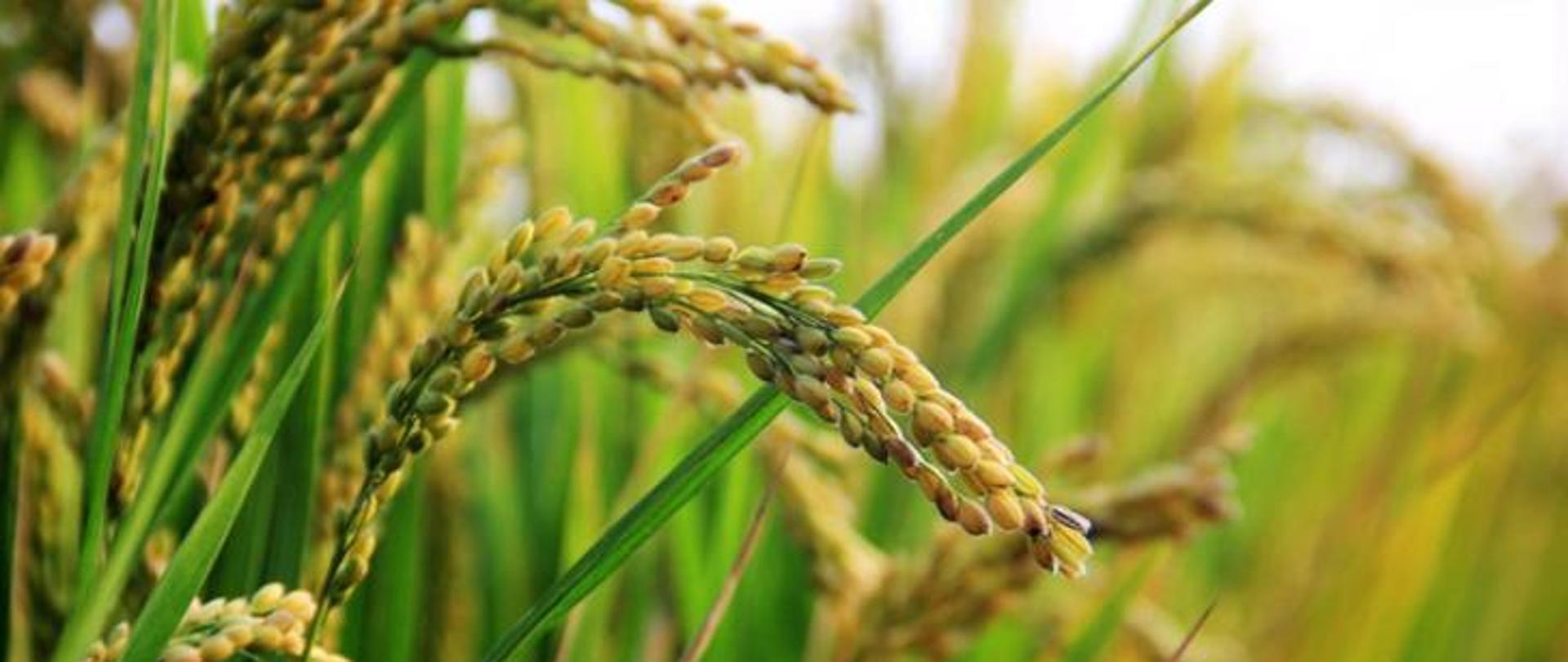 Nowe warunki stosowania monakolin ze sfermentowanego czerwonego ryżu - zdjęcie kłosów ryżu na polu