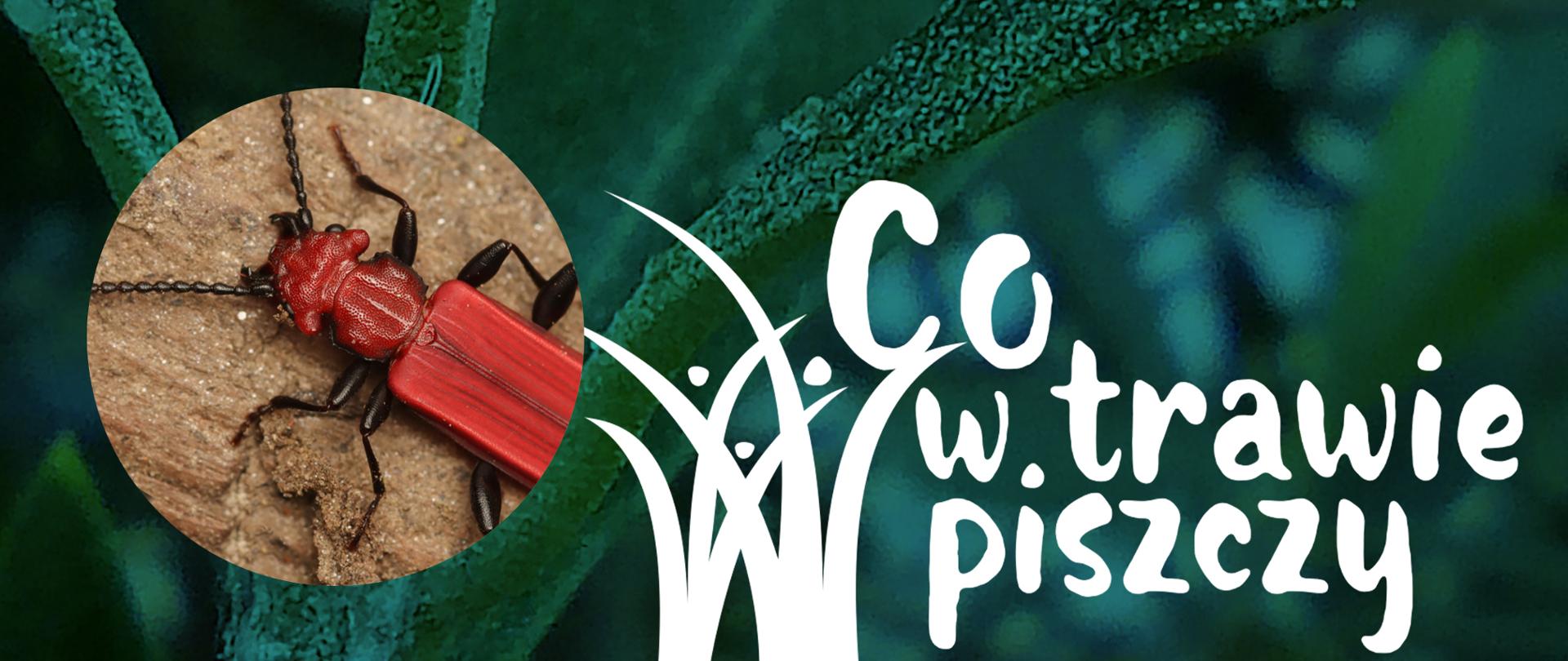 Grafika do cyklu Co w trawie piszczy - zgniotek cynobrowy