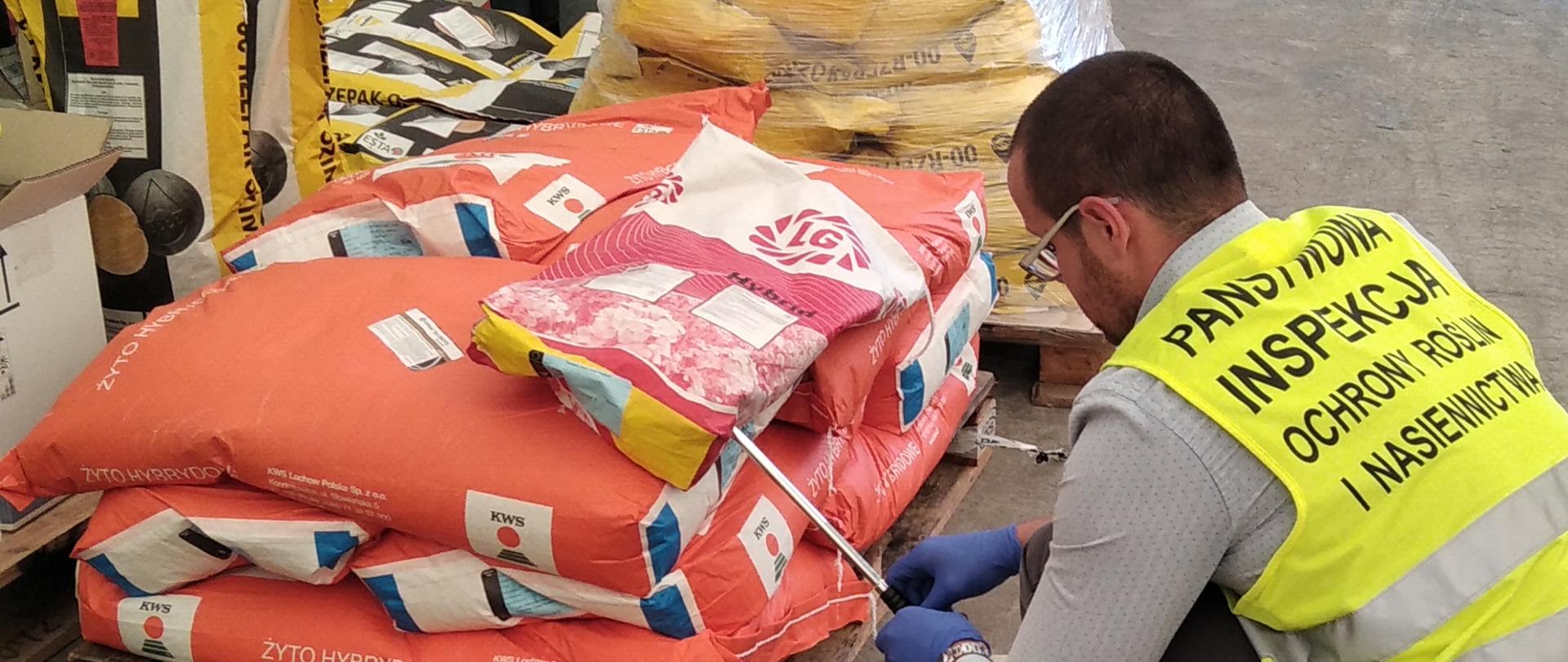 Zdjęcie przedstawia inspektora pobierającego próbę materiału siewnego