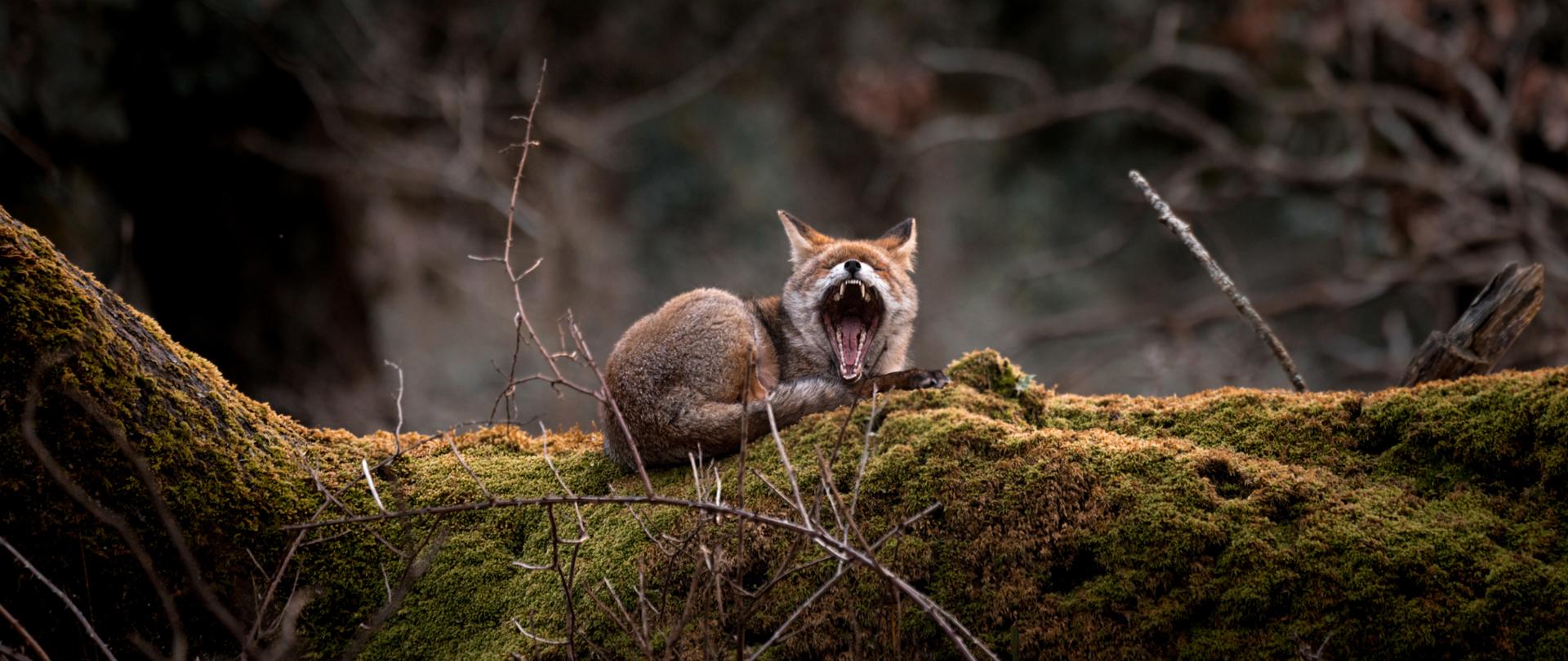 Zdjęcie przedstawiające ziewającego lisa leżącego w lesie na drzewie pokrytym zielonym mchem