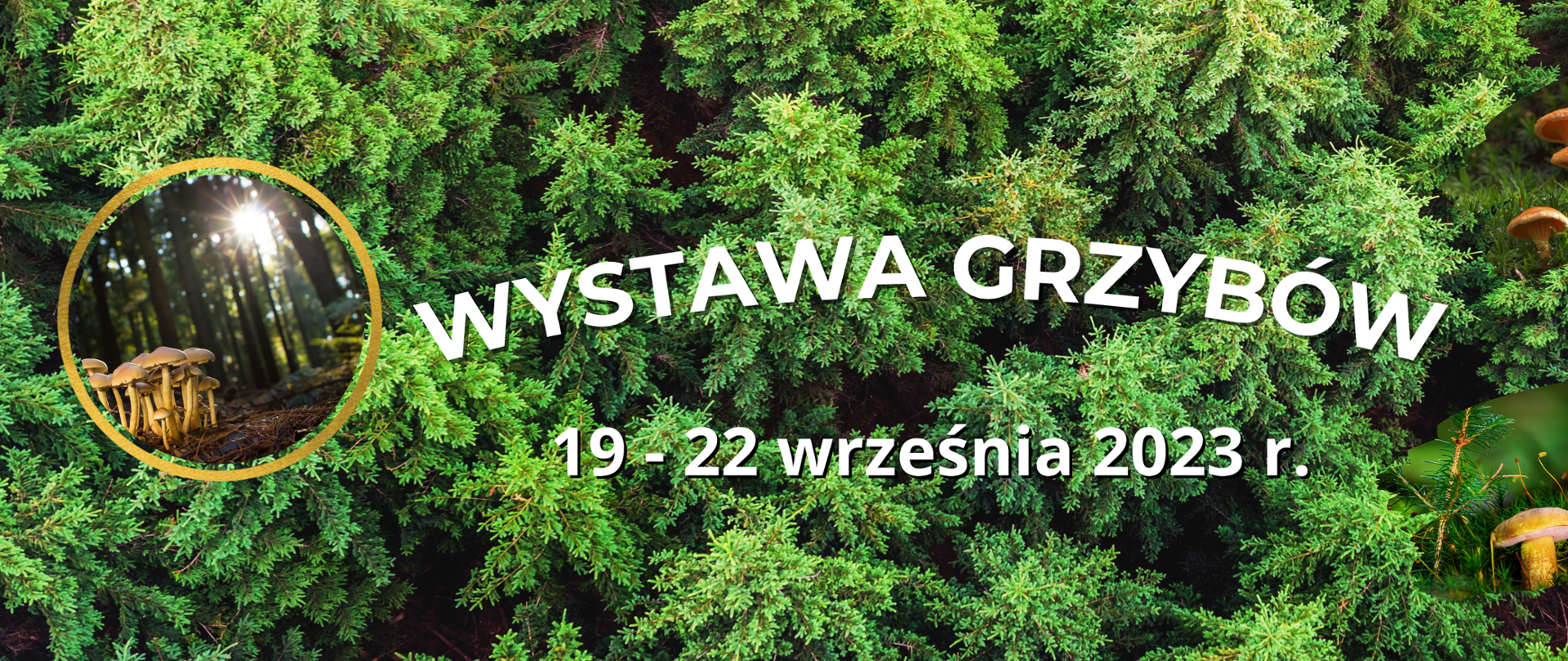 WYSTAWA GRZYBÓW 2023