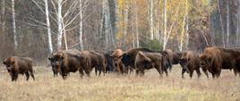 Żubry. Białowieski Park Narodowy Fot. M.Szymura