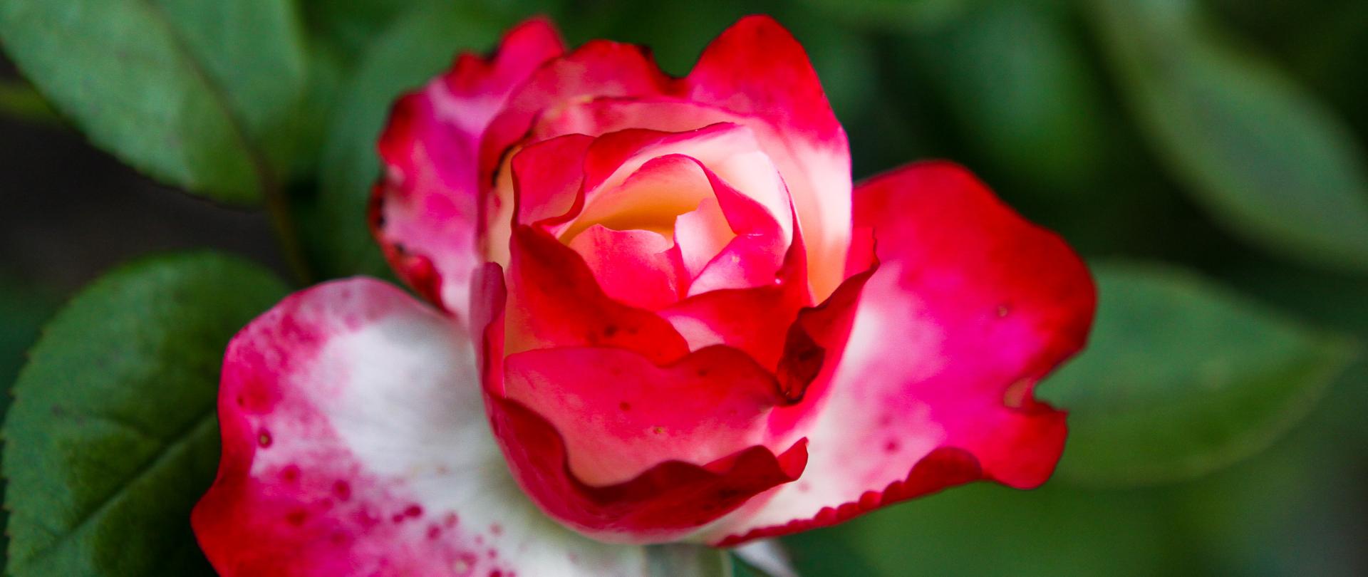 Rose Festival, Warsaw