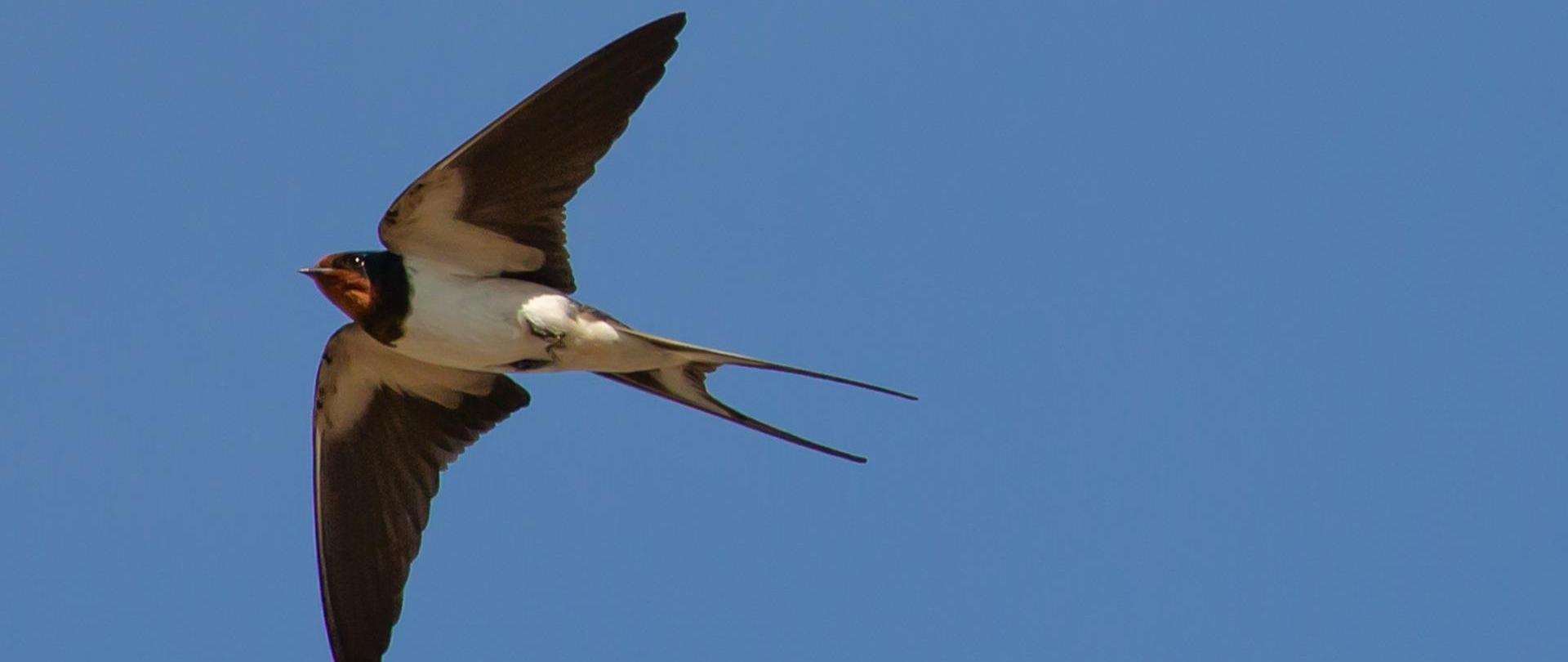 Ptak - jaskółka lecący na tle nieba