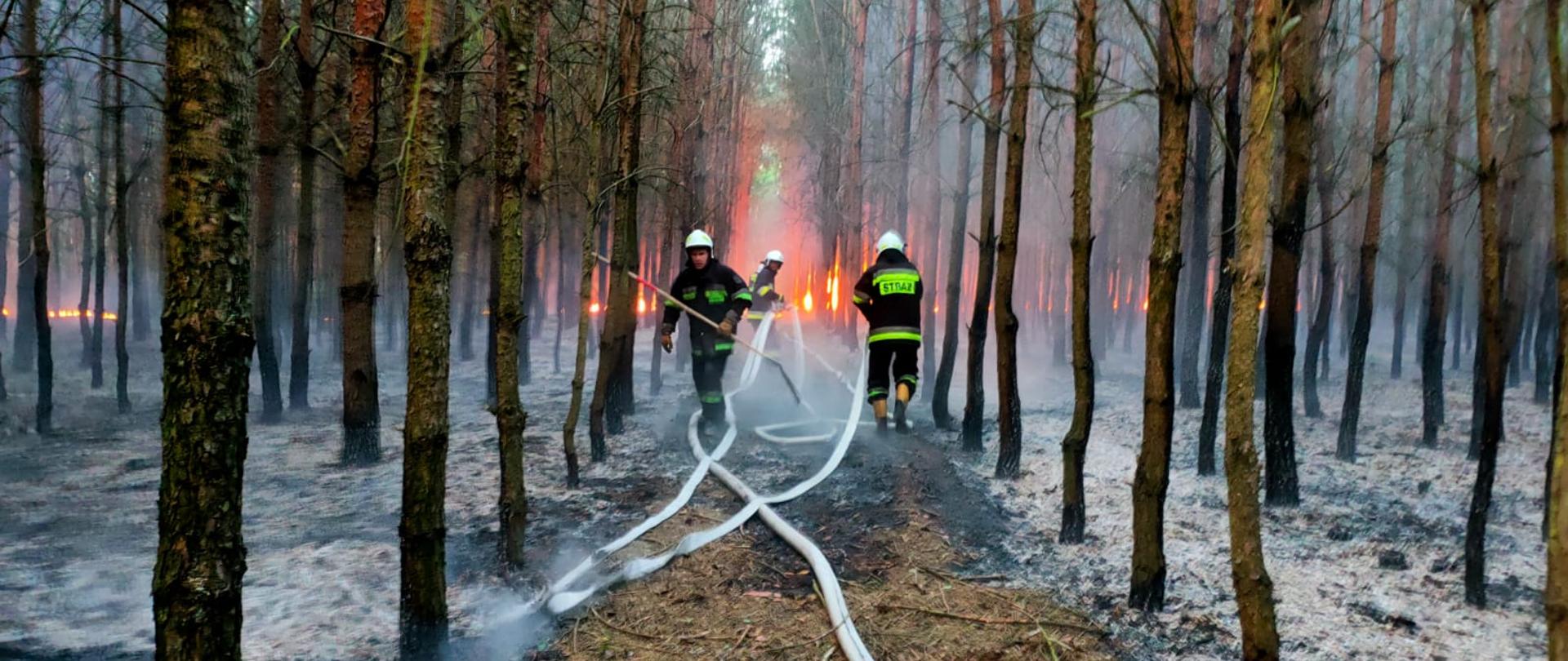strażacy gaszą pożar lasu w oddali widać płomienie
