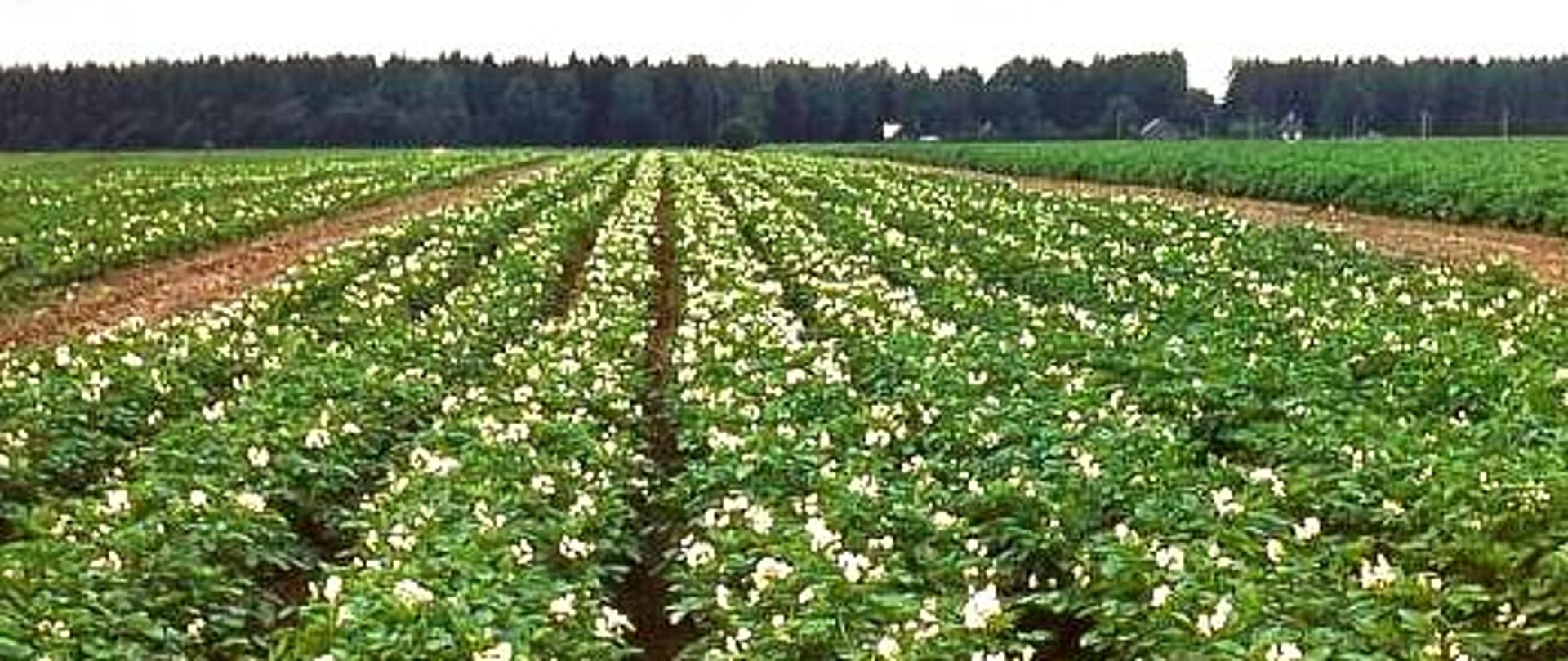 Pole, na którym w równych rzędach rosną zielone krzaki ziemniaków z białymi kwiatami