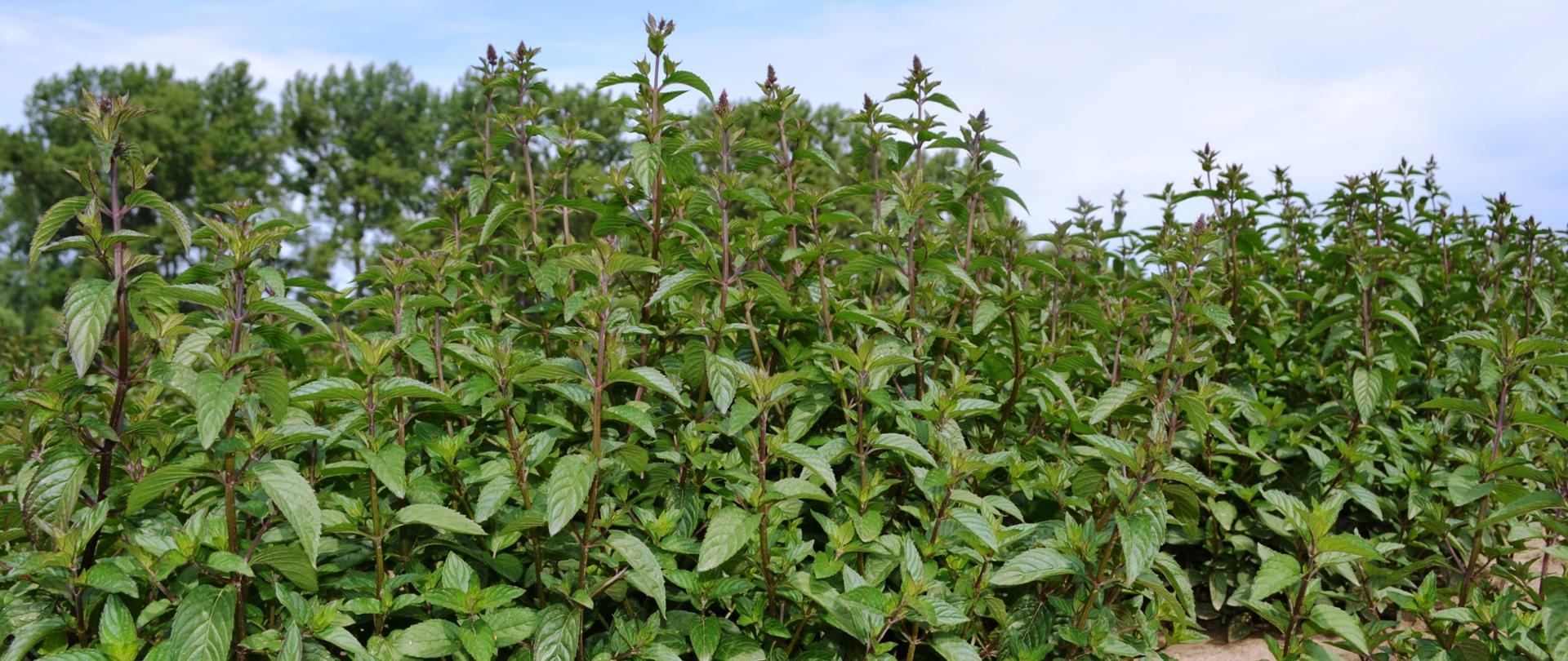 Fot. Mięta pieprzowa unisławska