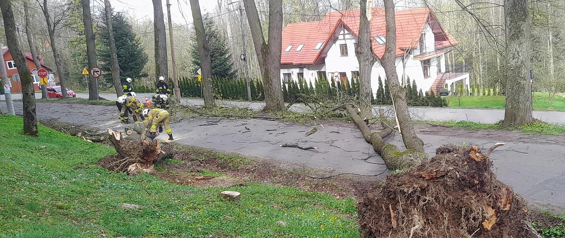 Po prawej stronie drzewo zwalone na drogę. Na drugim planie po lewej stronie strażacy usuwający fragmenty drzew z drogi.