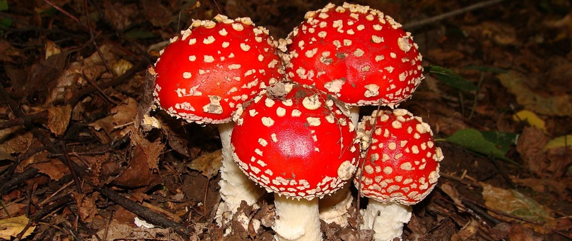 4 trujące grzyby z czerwonymi kapeluszami w białe kropki