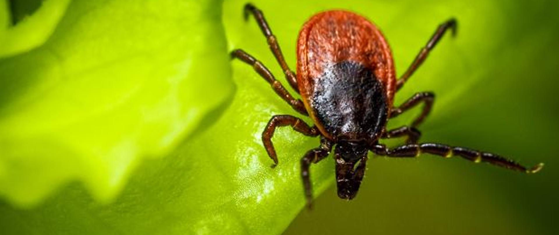 na zdjęciu widoczny kleszcz na zielonym liściu