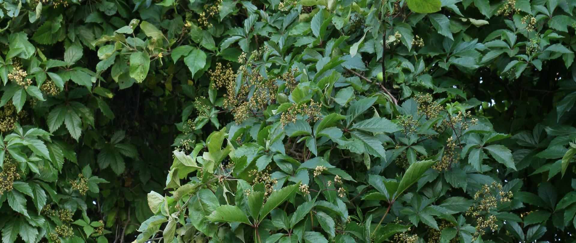 Na zdjęciu winobluszcz zaroślowy, który pokrył całe drzewko owocowe. 